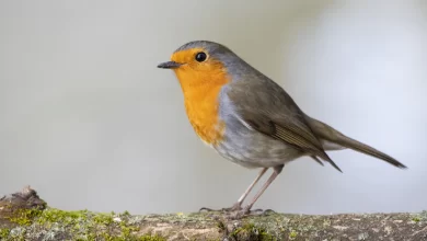 beautiful european robin standing moss covered branch tree 181624 23992