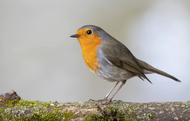 beautiful european robin standing moss covered branch tree 181624 23992