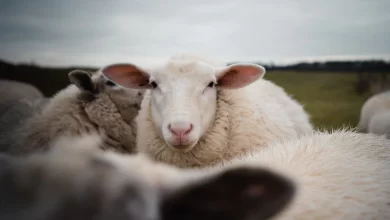 closeup white sheep with funny ears 181624 40135