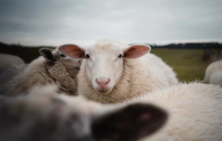 closeup white sheep with funny ears 181624 40135