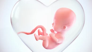 fetus inside heart shape womb 36845 19