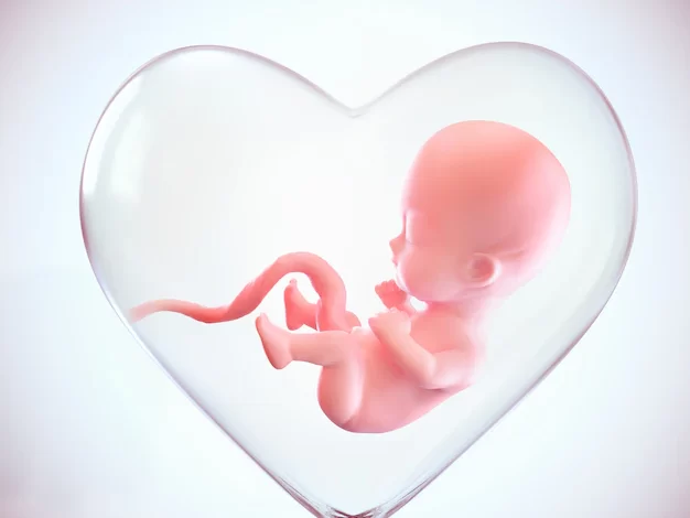 fetus inside heart shape womb 36845 19